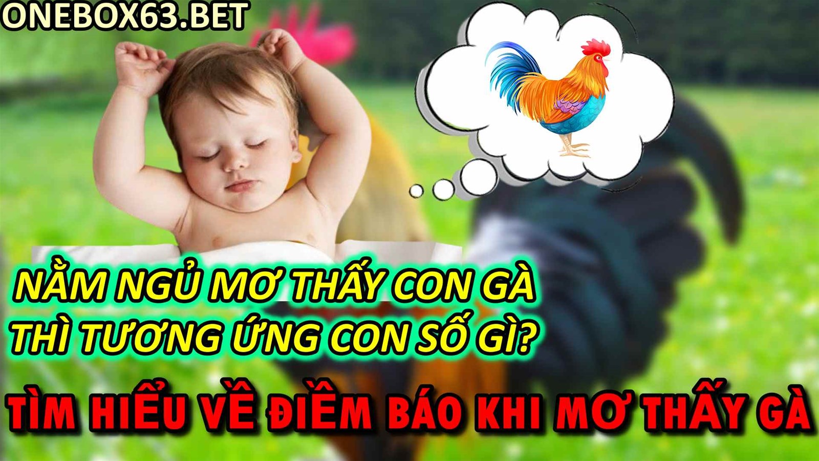 Mơ Thấy Con Gà Con Số Gì? Điềm Báo Mơ Thấy Gà