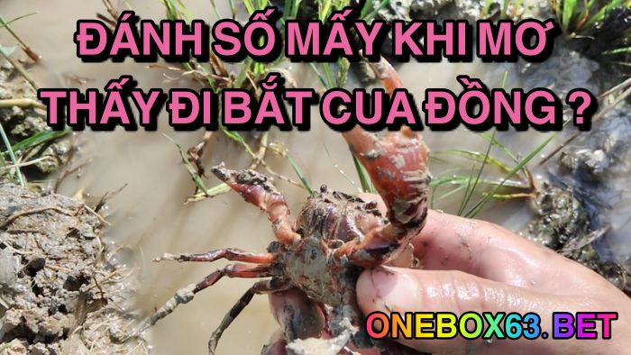 Đánh số mấy khi mơ thấy đi bắt cua đồng?