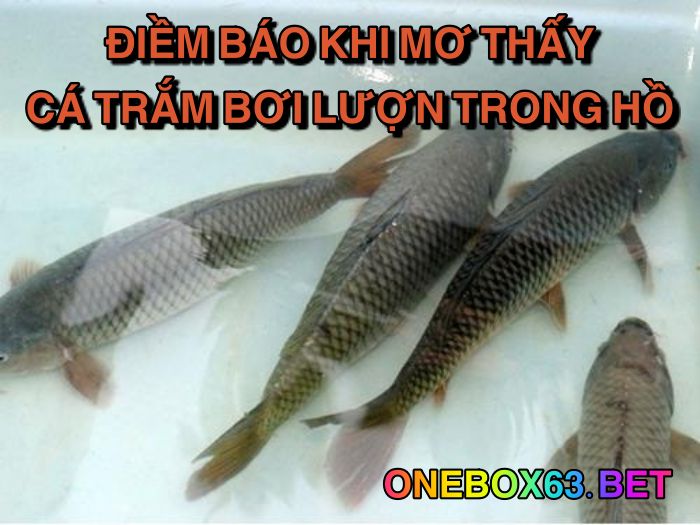 Điềm báo khi mơ thấy cá trắm bơi lượn trong hồ