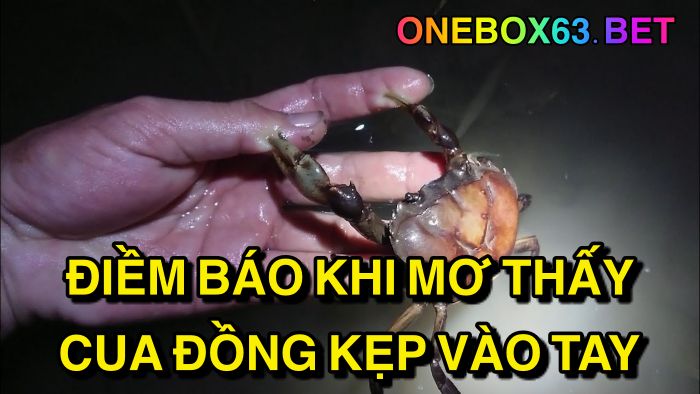 Điềm báo khi mơ thấy cua đồng kẹp vào tay