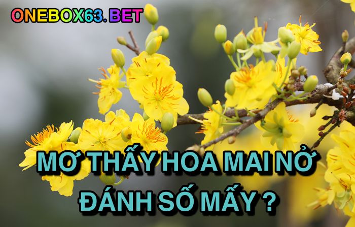 Mơ thấy hoa mai nở đánh số mấy?