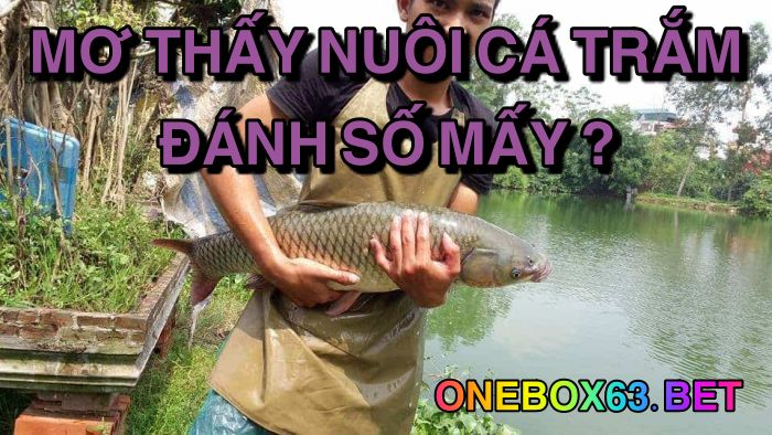 Mơ thấy nuôi cá trắm đánh số mấy?