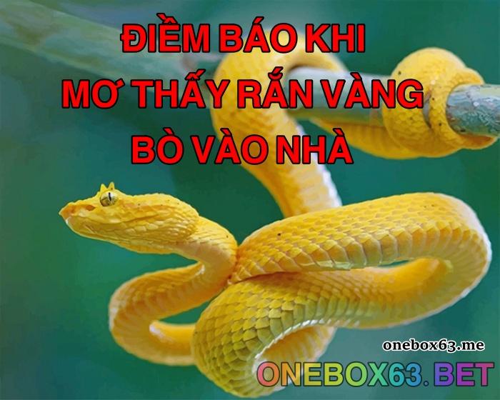 Rắn vàng có độc không?