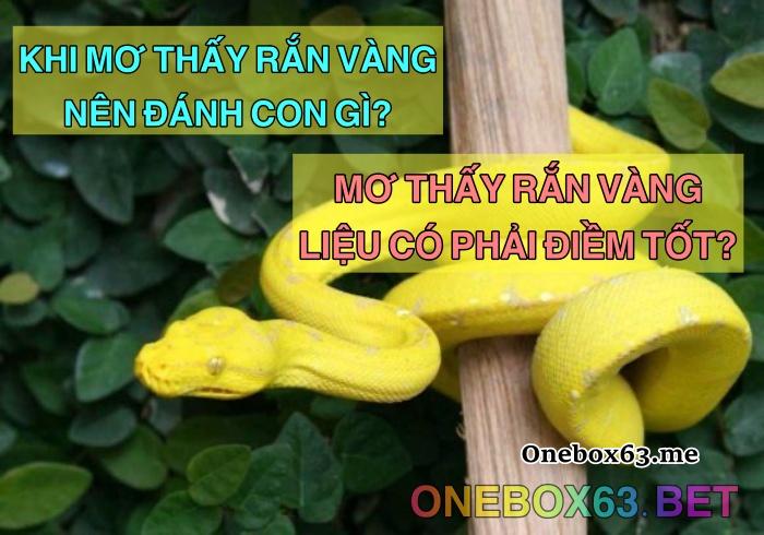 Rắn vàng là loại rắn gì?